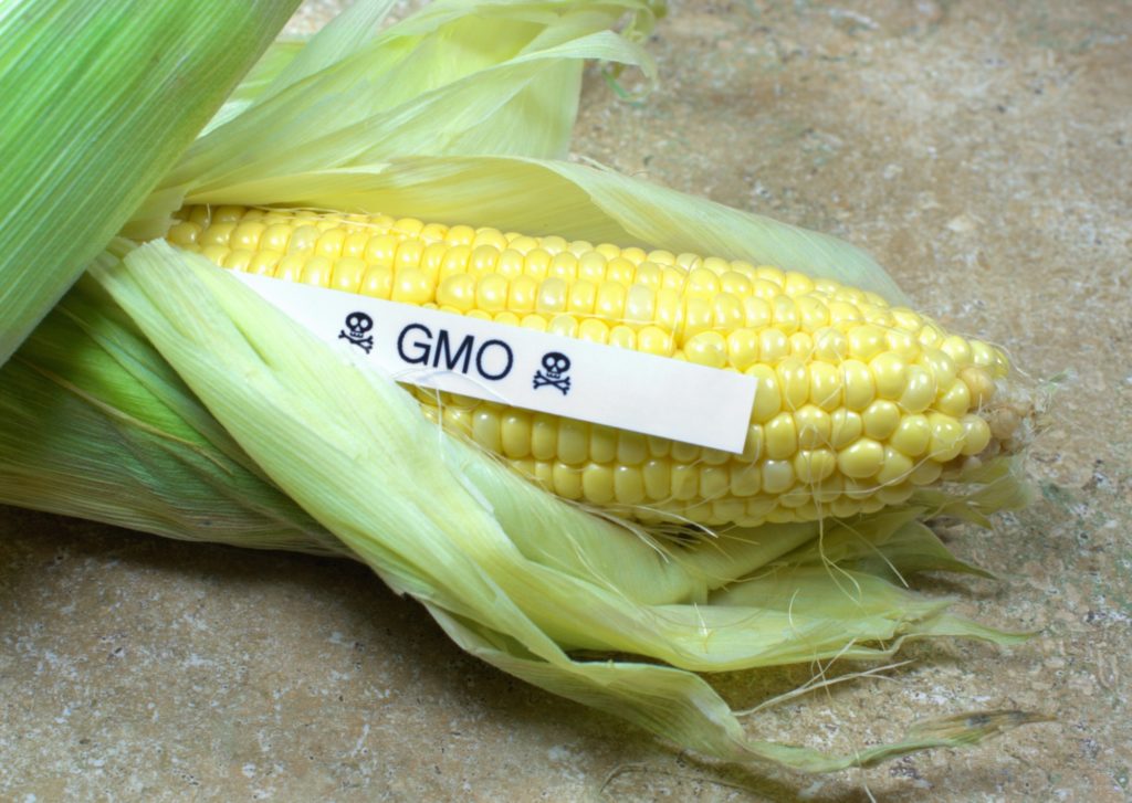 GMO health risks